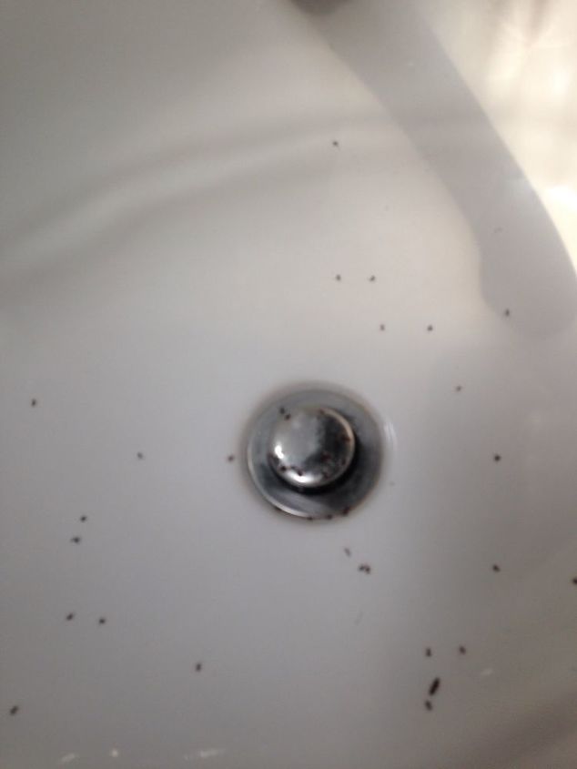 Bathroom Sink Ant Infestation Hometalk