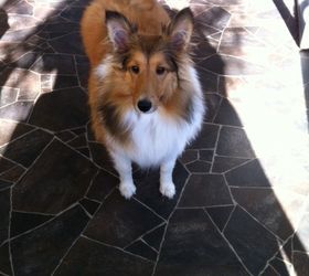 enlarging my patio, concrete masonry, diy, patio, This photo of Misty is inside our screenroom that created the need to enlarge the patio