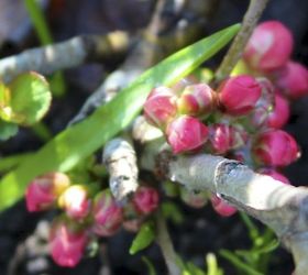 anticipating some blooms in my spring garden, flowers, gardening, Much loved flowering quince is bursting with anticipation of it s pink coral blooms
