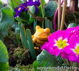 kick start your spring garden, flowers, gardening, Gently plant Primulas between your emerging bulbs