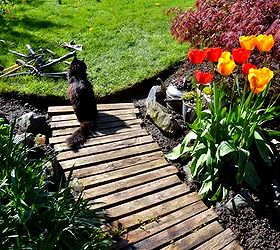 when old kettles turn into rock gardens, gardening, repurposing upcycling, My little helper Teddy was busy scoping out the area Approved Whew don t mess with a cat I say