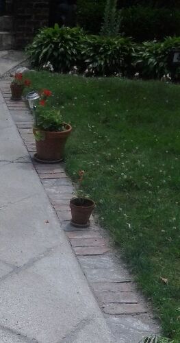 Right side of walkway with all the clover flowers!