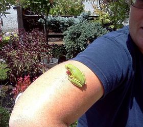 of children curiosity and creating a new generation of earth stewards, flowers, gardening, tree frog feels so funny with their sucker puckery feetsies