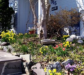 spring blooms, gardening, My March Bank of spring bulbs by the entrance