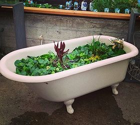 garden junk man style, container gardening, gardening, repurposing upcycling, succulents, Rub a Dub pond in an antique tub Milner Village Garden Center