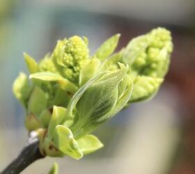 anticipating some blooms in my spring garden, flowers, gardening, A new lilac transplanted last year is showing off it s buds don t know if it s white or pink