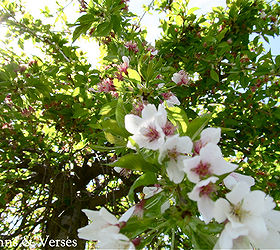 planting a living remembrance for our loved ones, gardening, Weeping Cherry Tree
