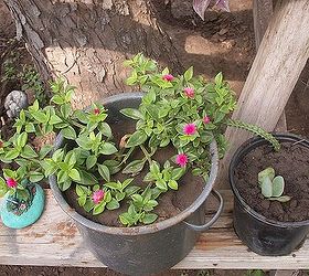 spring flowers, flowers, gardening, My mom gave me this one don t know what it s called