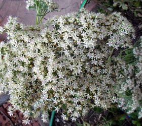 Late Blooming Flowers Hometalk