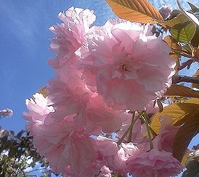 itching for spring plant id contest, gardening, 9