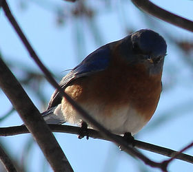 too many birds to count, pets animals, Eastern Bluebird
