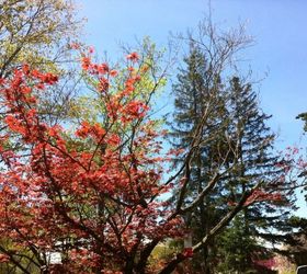 japanese maple this year not doing well, gardening, landscape