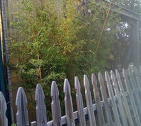 my first spring garden rennovating the landscape, flowers, gardening, pallet, Bamboo is a nightmare I spent almost a year ripping the roots out of the ground