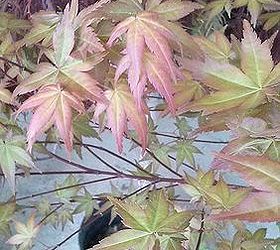 my love affair, gardening, Shindoshjo