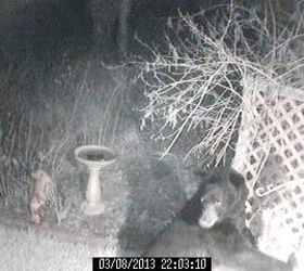 wildlife bear 2, pets animals