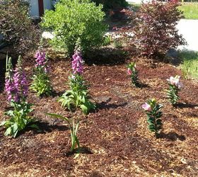 another garden area, gardening, Rose Foxgloves Oriental Lilies Gladioli Daylilies just to give this area some appeal til the others grow