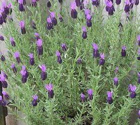 container gardening, container gardening, gardening