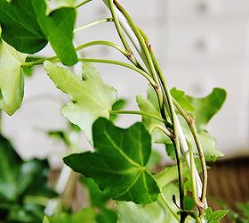 how to make a topiary from a coat hanger, crafts, gardening, repurposing upcycling, Step 3 Wind the ivy around the coat hanger to train the ivy to create your topiary