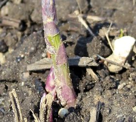 anticipating some blooms in my spring garden, flowers, gardening, After only one year we have some pencil sized asparagus Can t wait to harvest these