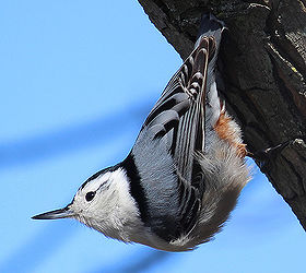 too many birds to count, pets animals, White breasted Nuthatch