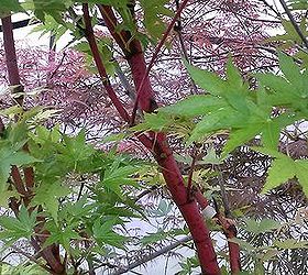 my love affair, gardening