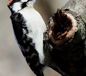 too many birds to count, pets animals, Hairy Woodpecker