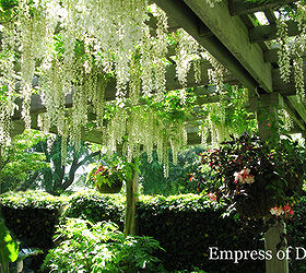 magnificent wisteria easy pruning for spectacular blooms, gardening, This wisteria has been trained up one post of the arbour with the shoots spread across the overhead beams