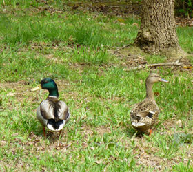 building our first sfg square foot garden, diy, flowers, gardening, how to, raised garden beds, woodworking projects