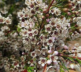 diy april showers gathering vase bouquet, flowers, gardening, home decor, Waxflower