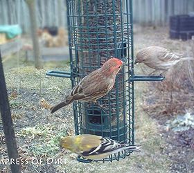 repurposed handy dandy bird seed scooper duper, gardening, repurposing upcycling, My friends approve of this idea