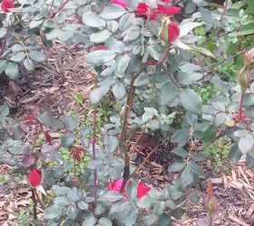 things are looking brighter, gardening, landscape