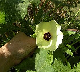 garden box or coffin, flowers, gardening, raised garden beds, repurposing upcycling, Flowers on okra plants what a nice surprise