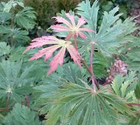 my love affair, gardening, Aconitofolium