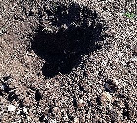 raised bed garden part 2 setting the beds in the ground, diy, gardening, how to, landscape, raised garden beds, This is one of our very shallow holes we dug due to all the rocks on our property Not good
