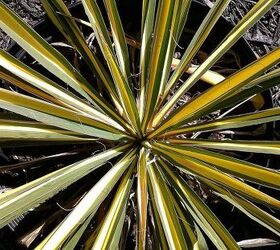 of children curiosity and creating a new generation of earth stewards, flowers, gardening, Yikes I love this plant but not so much for a children s garden with it s pokey leaf blades