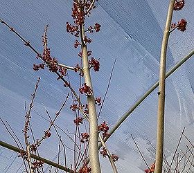 itching for spring plant id contest, gardening, 7