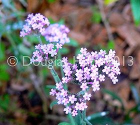 my garden s got the blues and purples, gardening, Verbena bonariensis Lollipop grows to half the height of the standard verbena and is an absolute butterfly magnet in my garden