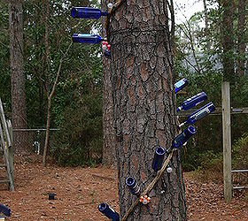 walter reeves has a bottle tree and a bottle vine, gardening, blue bottle vine in Walter s garden