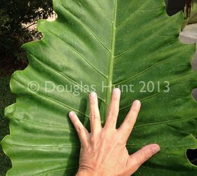 but i want to plant it now, gardening, My hand gives a hint of the size of the leaves on a plant nowhere near mature size