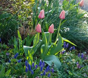 our driveway garden this spring, gardening, Tulip Apricot Impression Muscari armenicum and pink blooming Lamium maculatum