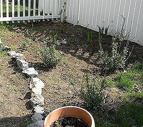 my perennial garden year 2, flowers, gardening, perennials, Irisis and columbine coming up in the back I need to do some mulching before the weeds take over