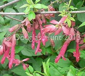 onward spring, gardening, Salvia hybrida Wendy s Wish with new foliage on the Vitex agnus castus