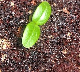 anybody doing any seed starting this winter i ve discovered winter sowing using my, container gardening, gardening