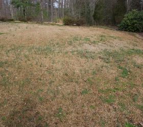 Centipede Grass and Weeds Hometalk
