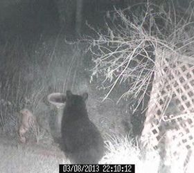 wildlife bear 2, pets animals