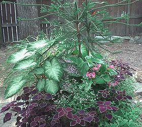 one of our summer seasonal containers for a client, container gardening, gardening