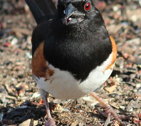 too many birds to count, pets animals, Rufus sided Towhee male