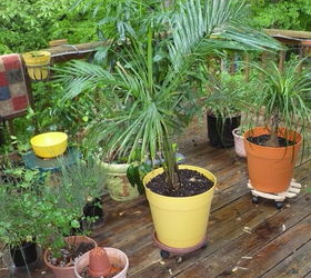getting things ready for spring, gardening, Photo taken in rain we have all kinds of palms We have discovered Ponytail Palm not really a palm love These are for porch deck