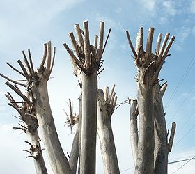 southern gardeners are contemplating pruning their crapemyrtles right now, gardening, this is ugly