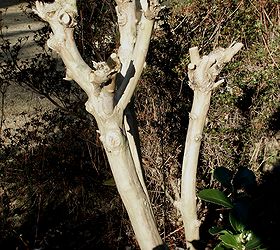 southern gardeners are contemplating pruning their crapemyrtles right now, gardening, this is pitiful